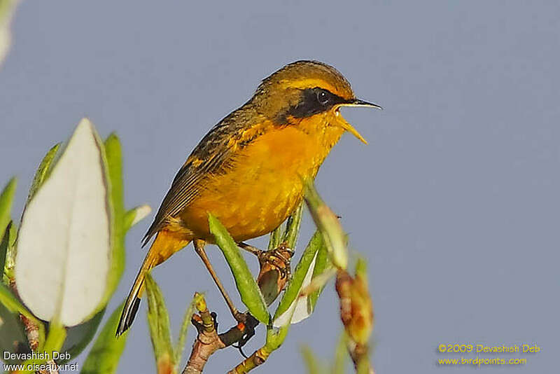 Golden Bush Robin male adult breeding