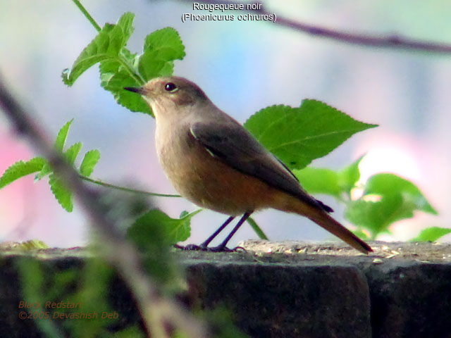 Black Redstart