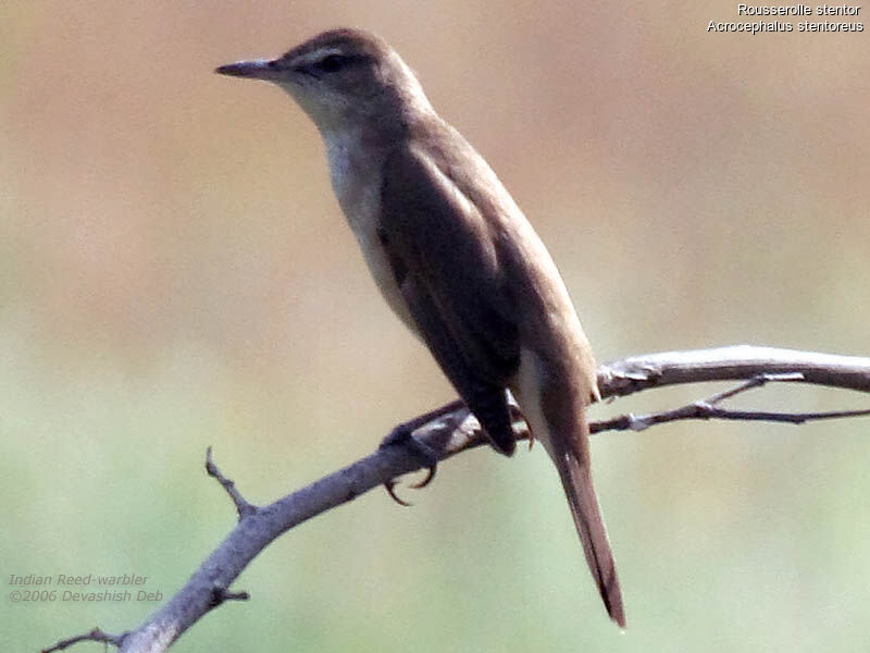 Clamorous Reed Warbleradult