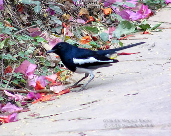 Oriental Magpie-Robin