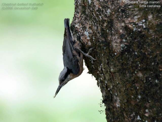 Indian Nuthatchjuvenile