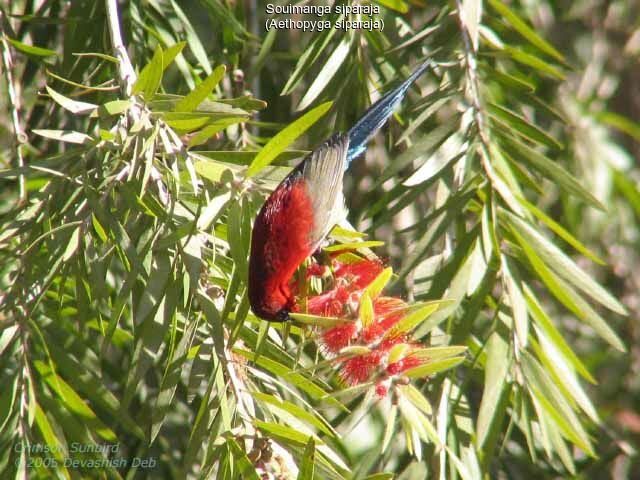 Crimson Sunbird