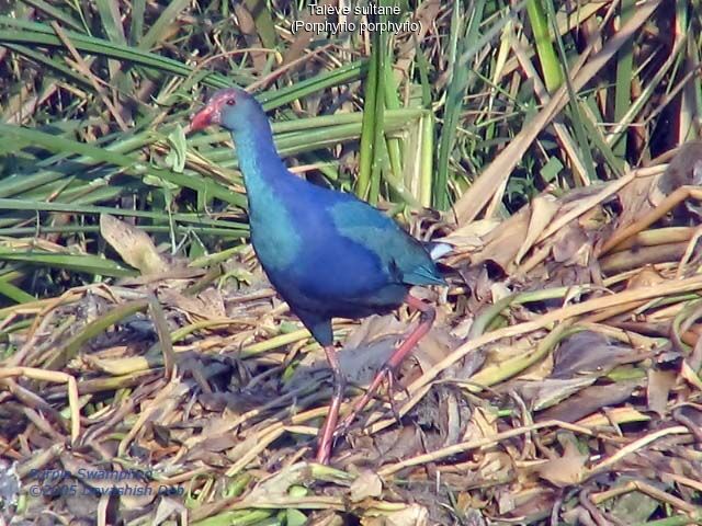 Western Swamphen