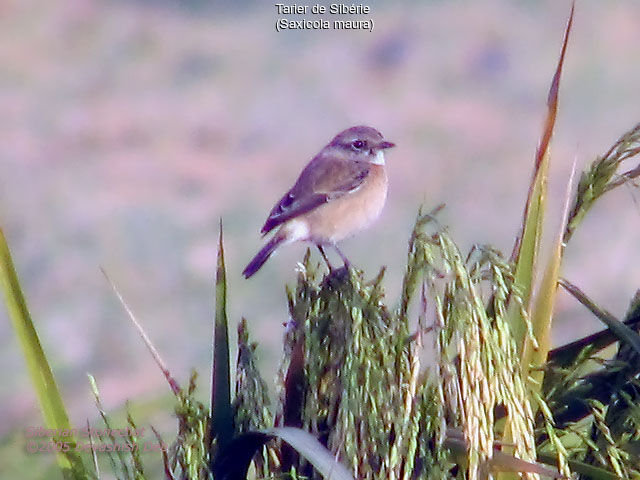 Siberian Stonechat