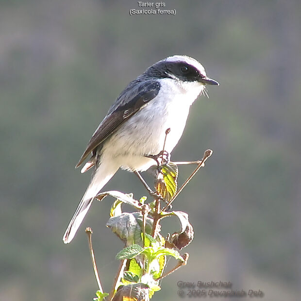 Grey Bush Chat