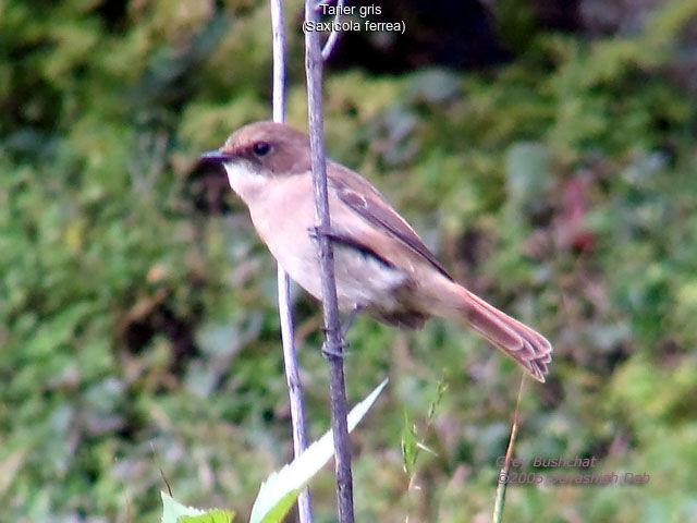 Grey Bush Chat