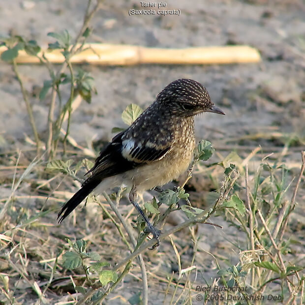 Pied Bush Chat