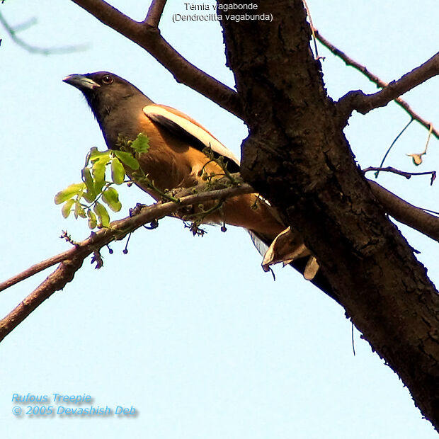 Rufous Treepie