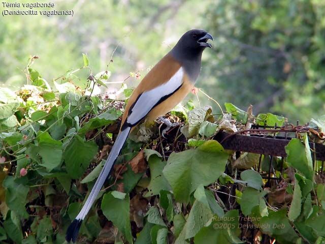 Rufous Treepie