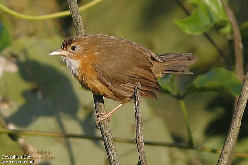 Tawny-bellied Babbleradult