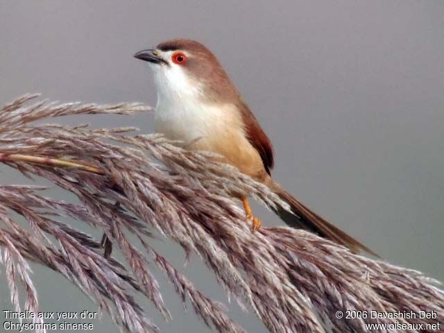 Yellow-eyed Babbleradult