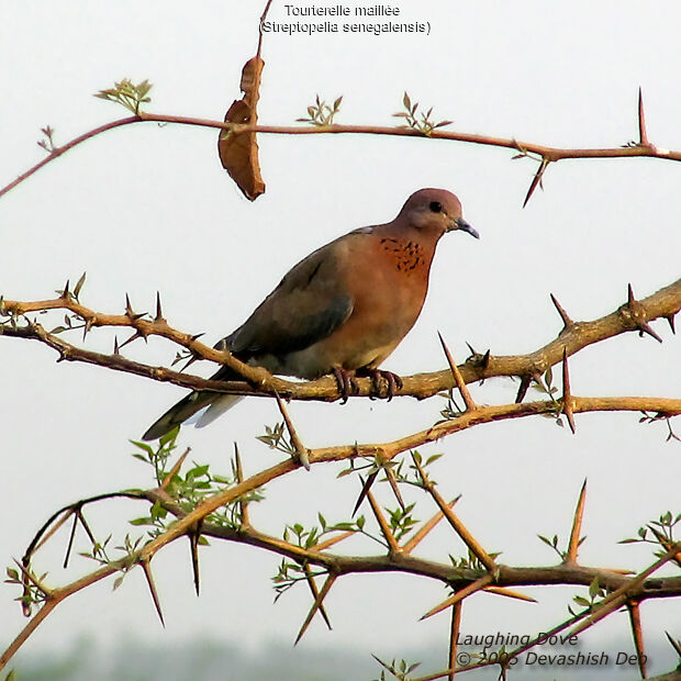 Laughing Dove