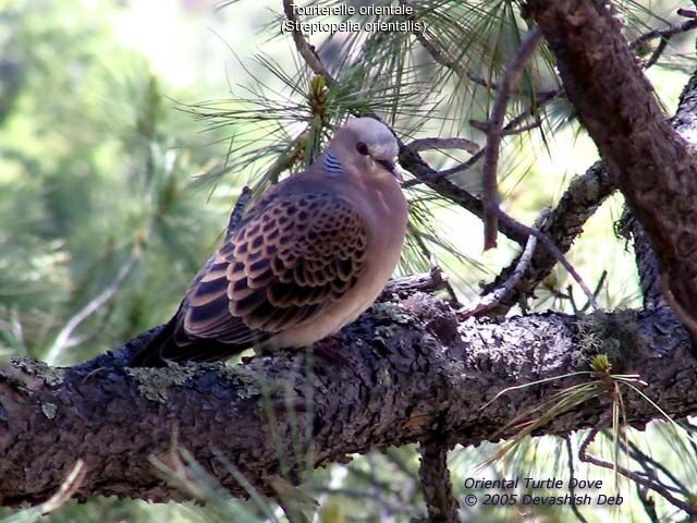 Oriental Turtle Dove