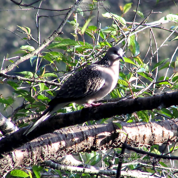 Spotted Dove