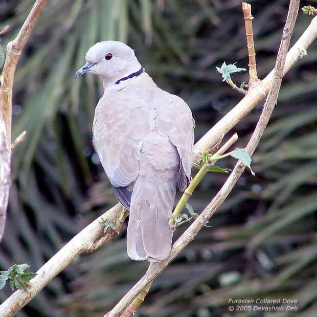 Eurasian Collared Dove