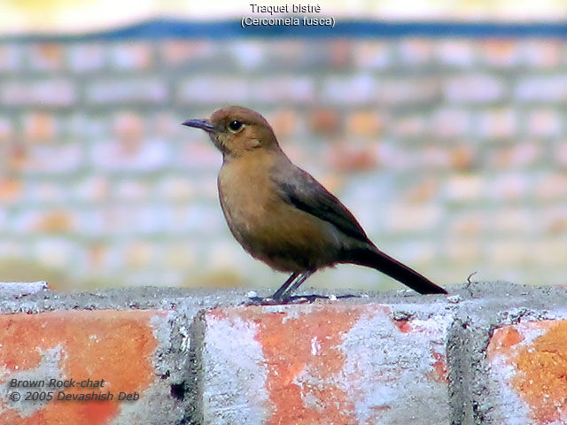 Brown Rock Chat