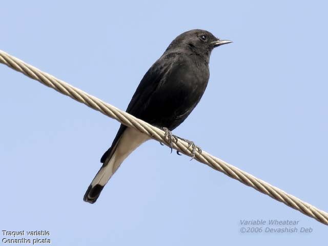 Variable Wheatear male adult