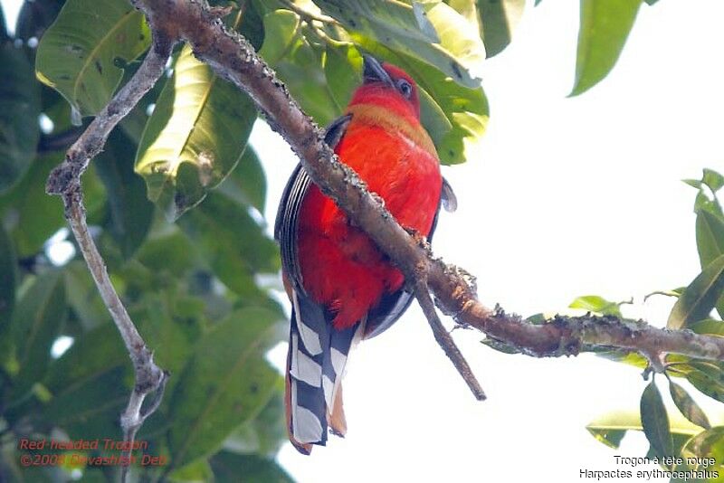 Trogon à tête rouge mâle adulte