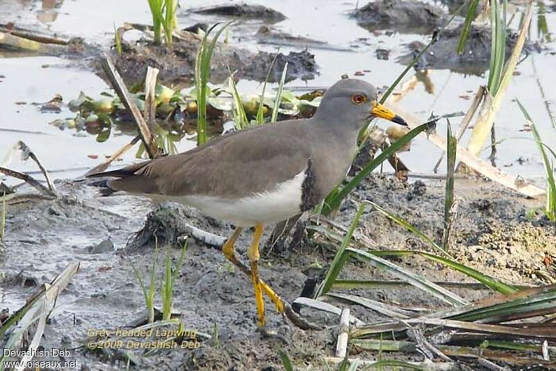 Grey-headed Lapwingadult breeding, identification