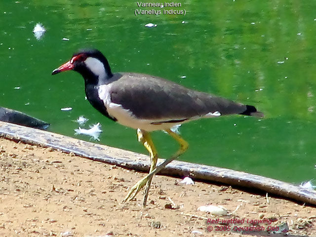 Red-wattled Lapwing