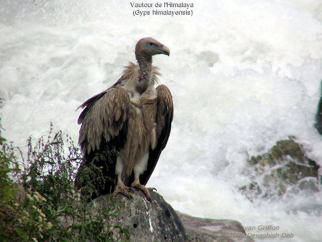 Vautour de l'Himalaya