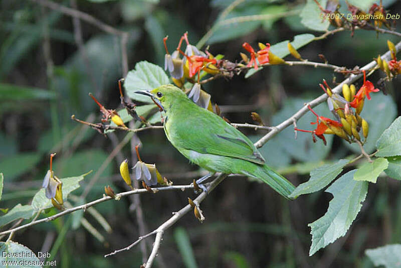 Verdin à front d'orimmature, identification