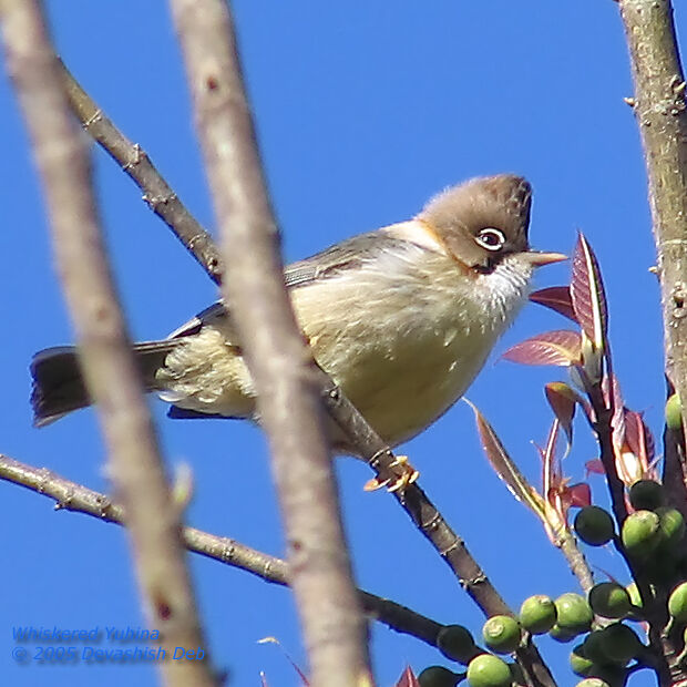 Yuhina à cou roux