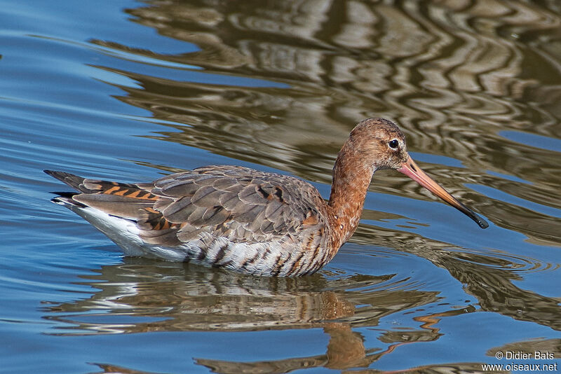 Black-tailed Godwit