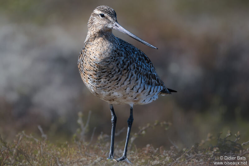 Bar-tailed Godwit female