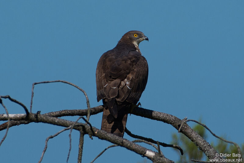 European Honey Buzzard male