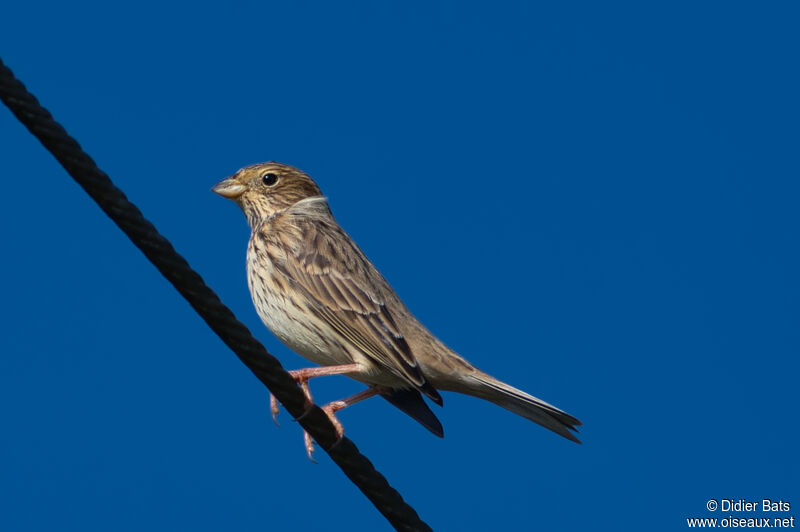 Corn Bunting