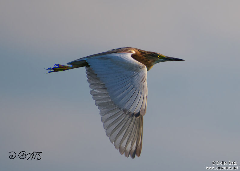 Squacco Heron