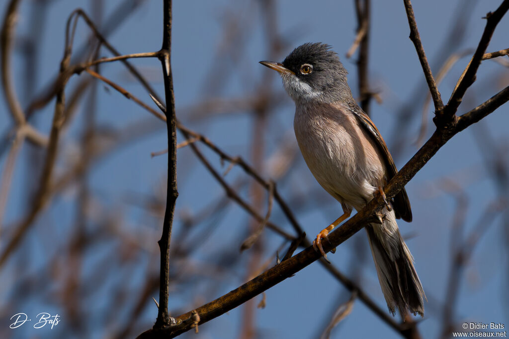 Fauvette à lunettes