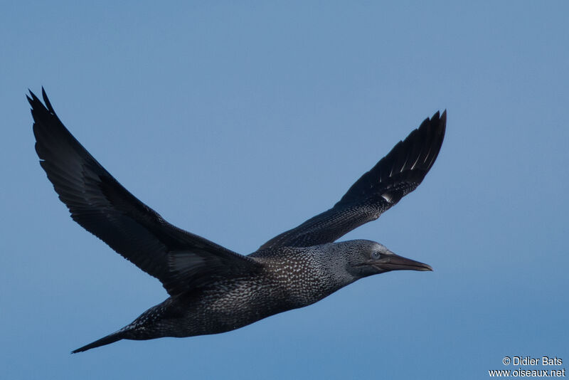 Northern Gannetjuvenile, Flight