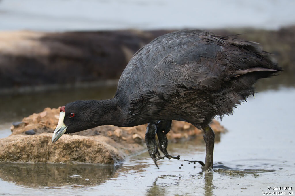 Red-knobbed Coot
