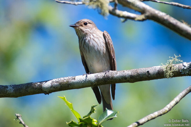 Spotted Flycatcher