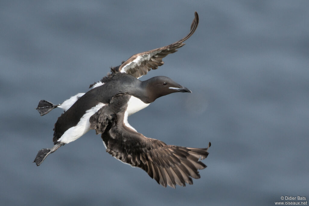 Guillemot de Brünnich