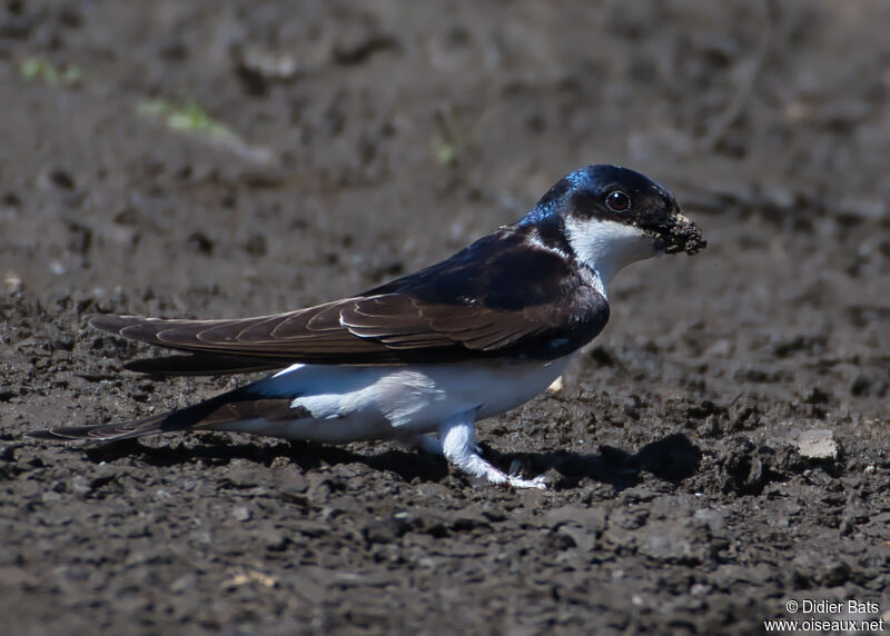 Western House Martin