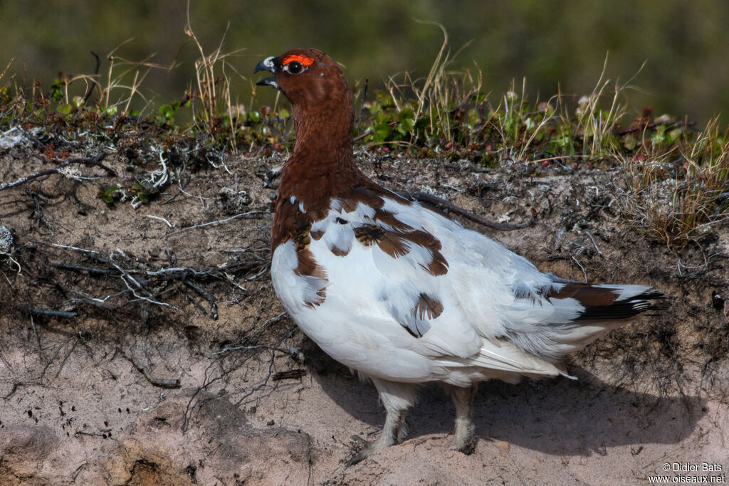 Lagopède des saules