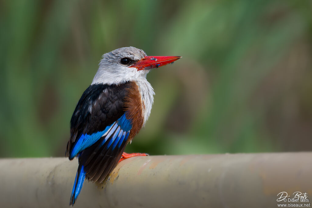 Martin-chasseur à tête grise