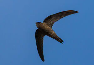 Martinet du Cap-Vert