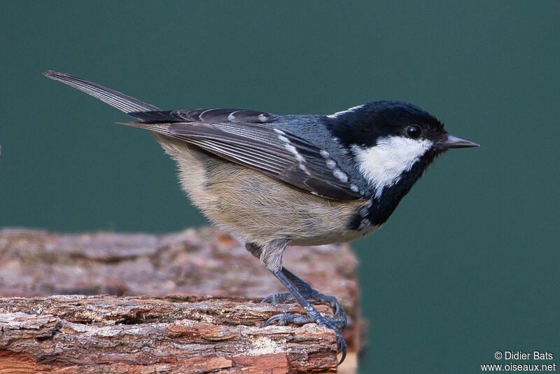 Coal Tit