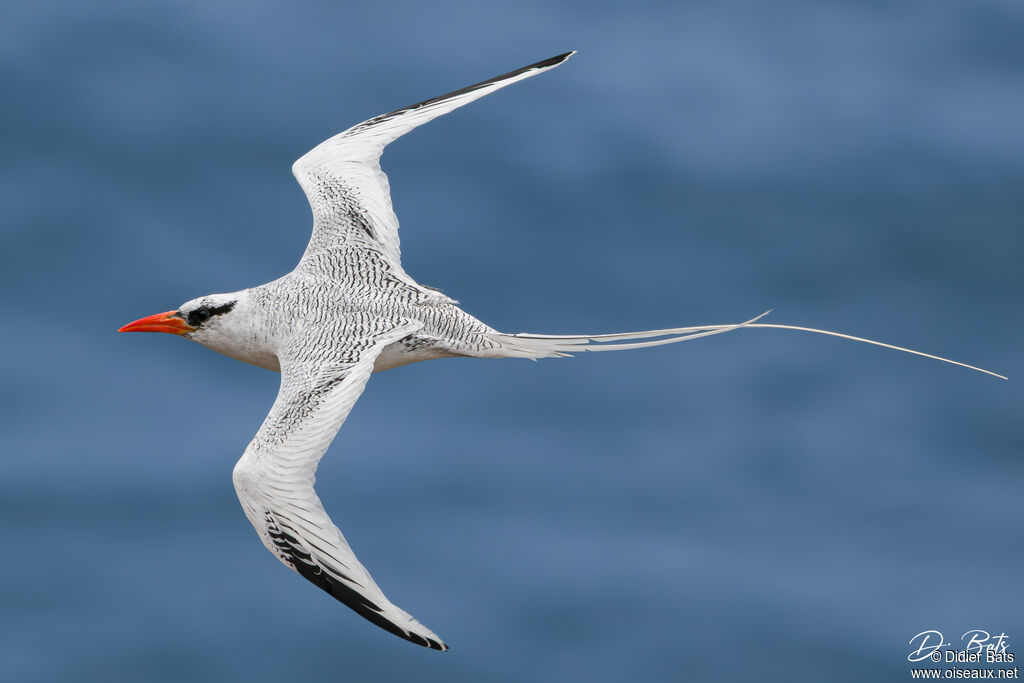 Phaéton à bec rouge