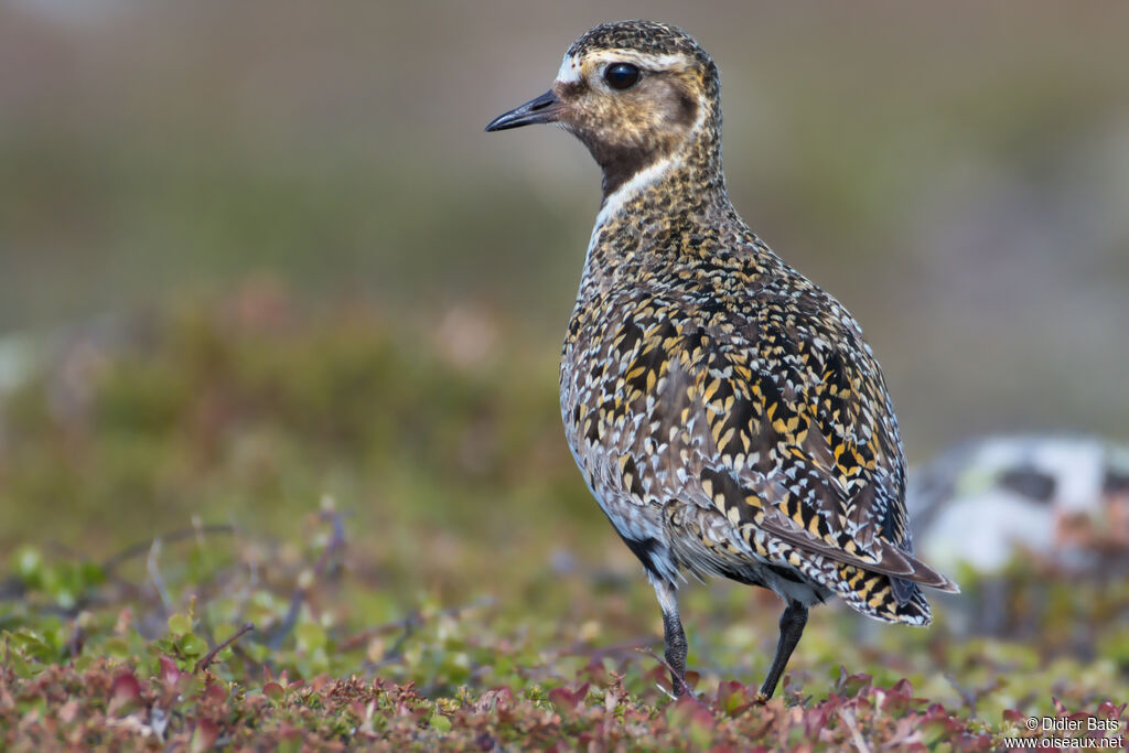 European Golden Plover