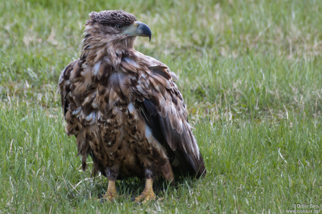 Pygargue à queue blancheimmature