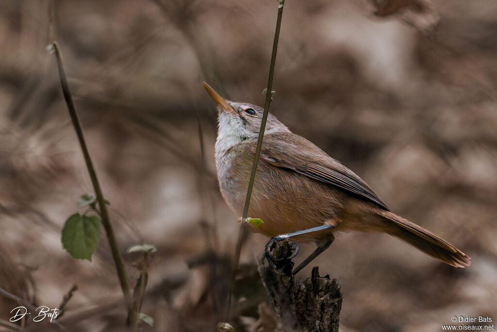 Cape Verde Warbler