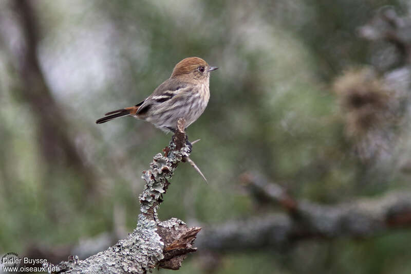 Cinereous Tyrant female adult breeding, identification