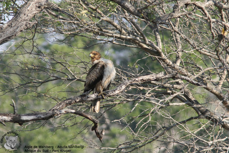 Wahlberg's Eagle, identification