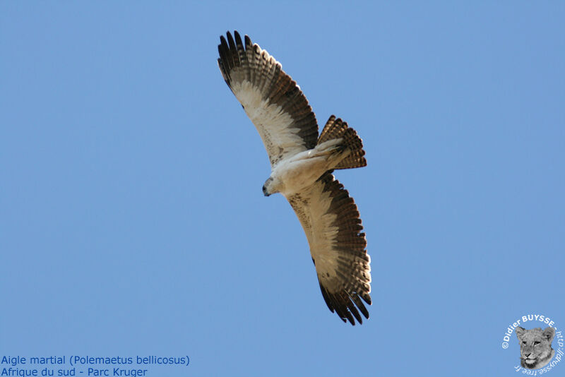 Aigle martialimmature