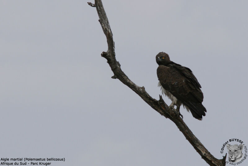 Aigle martialadulte